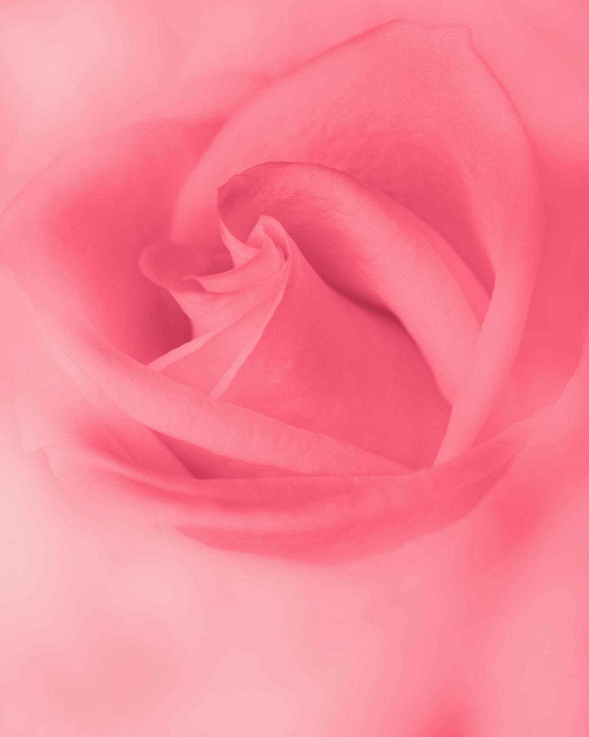 A photo of a swirling pink rose
