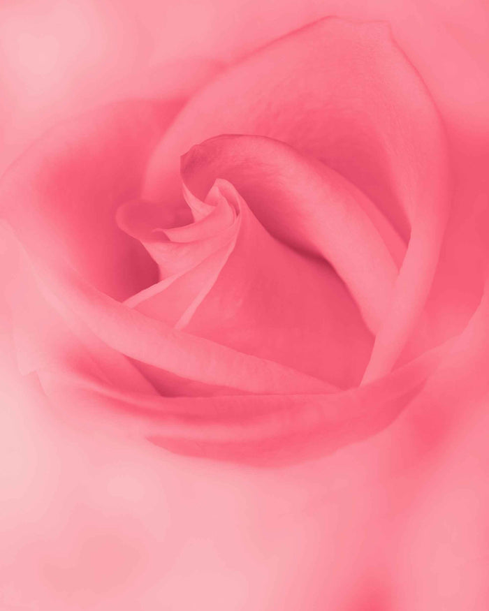 A photo of a swirling pink rose