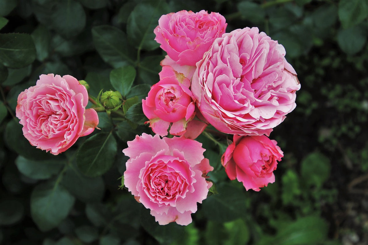 Bulgarian Rose Essential Oil