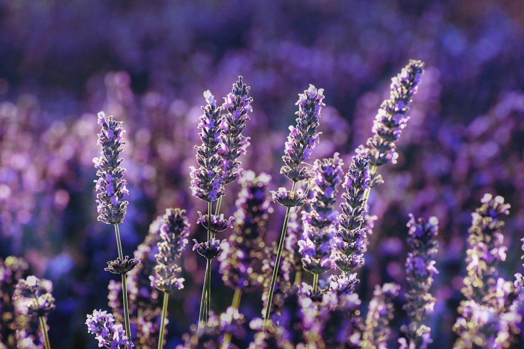 Lavender Essential Oil