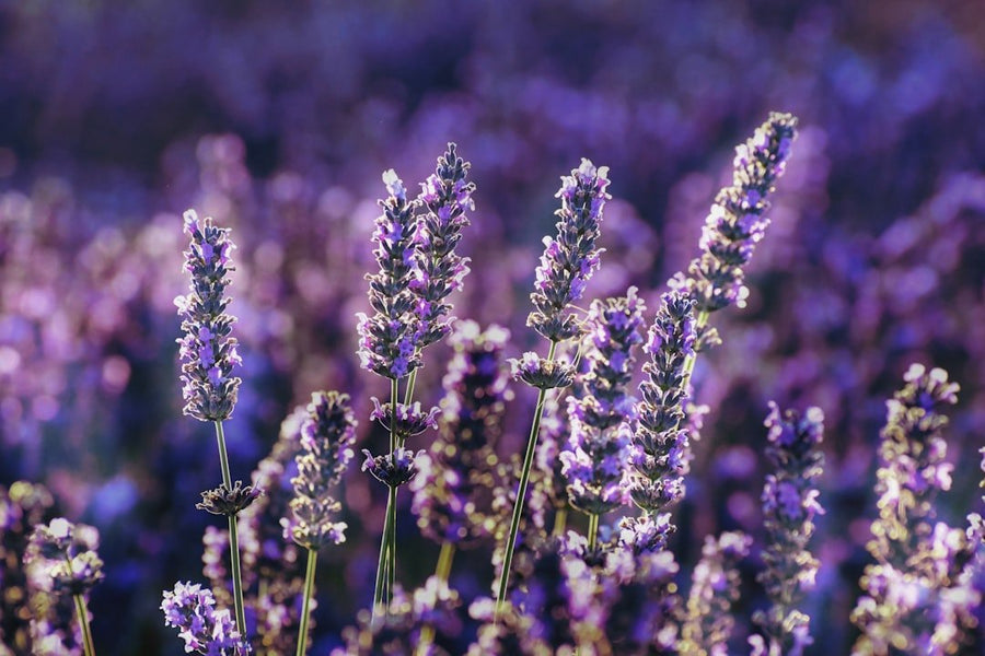 Lavender Essential Oil