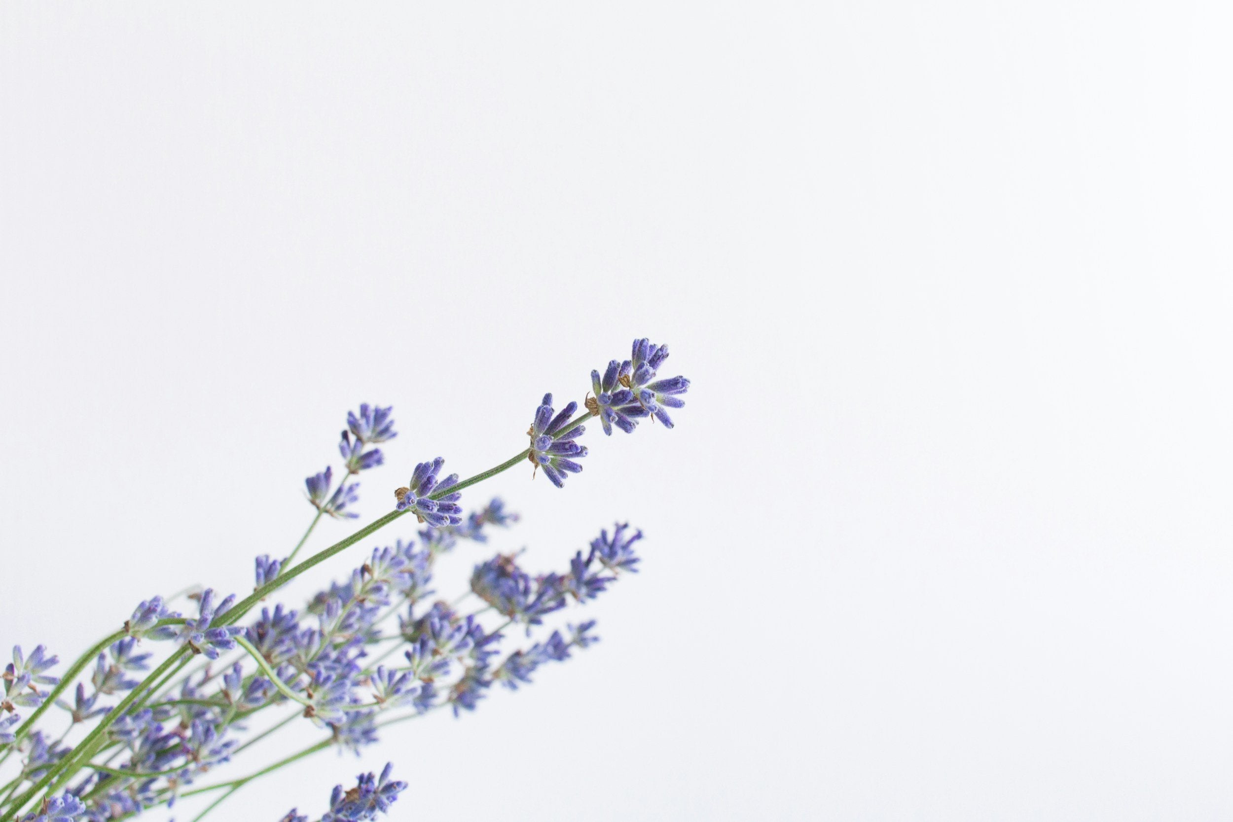 Lavender flowers on a white background