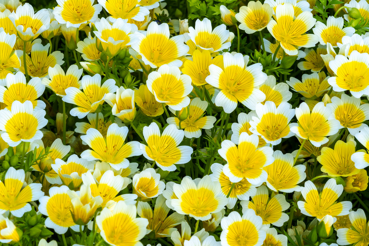 Meadowfoam Seed Oil