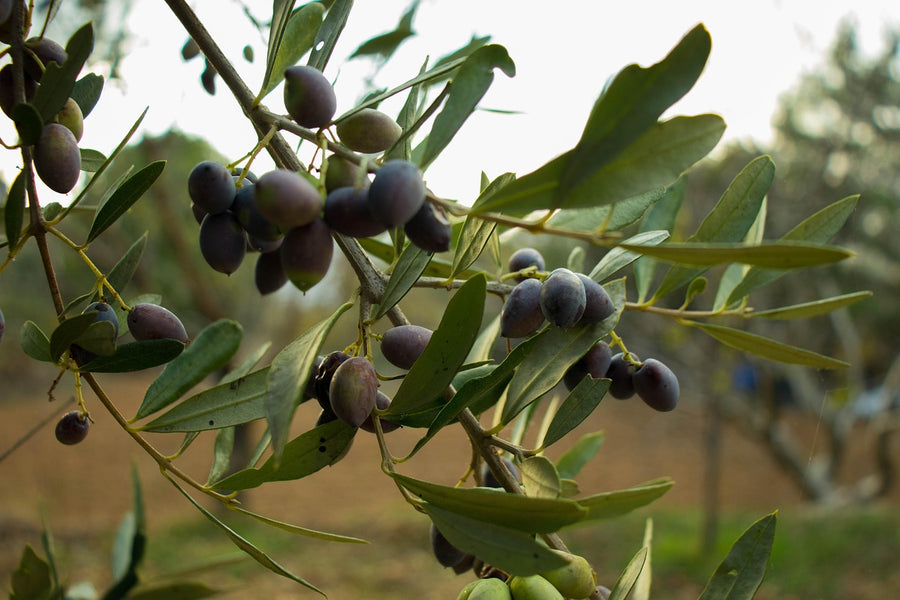 Olive Squalane