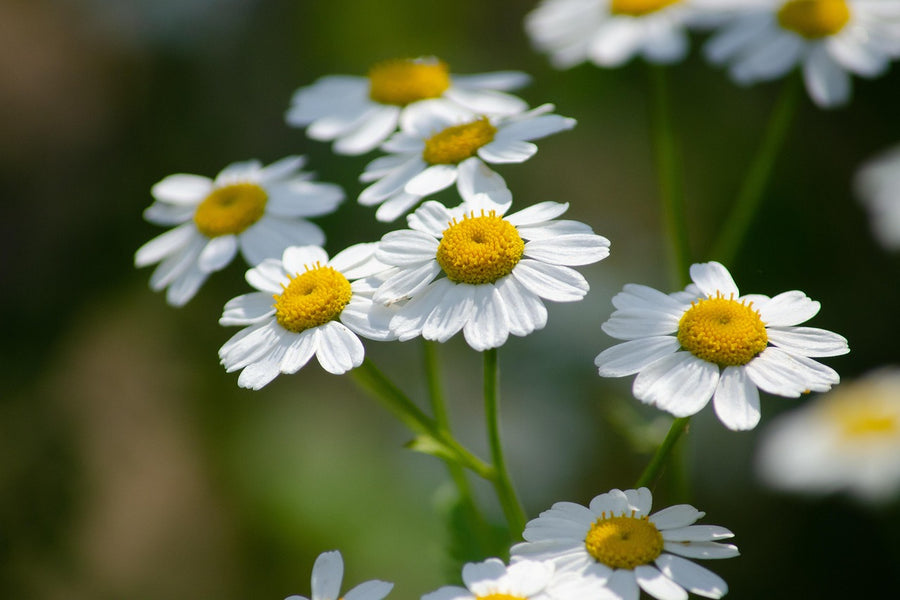 Roman Chamomile Essential Oil