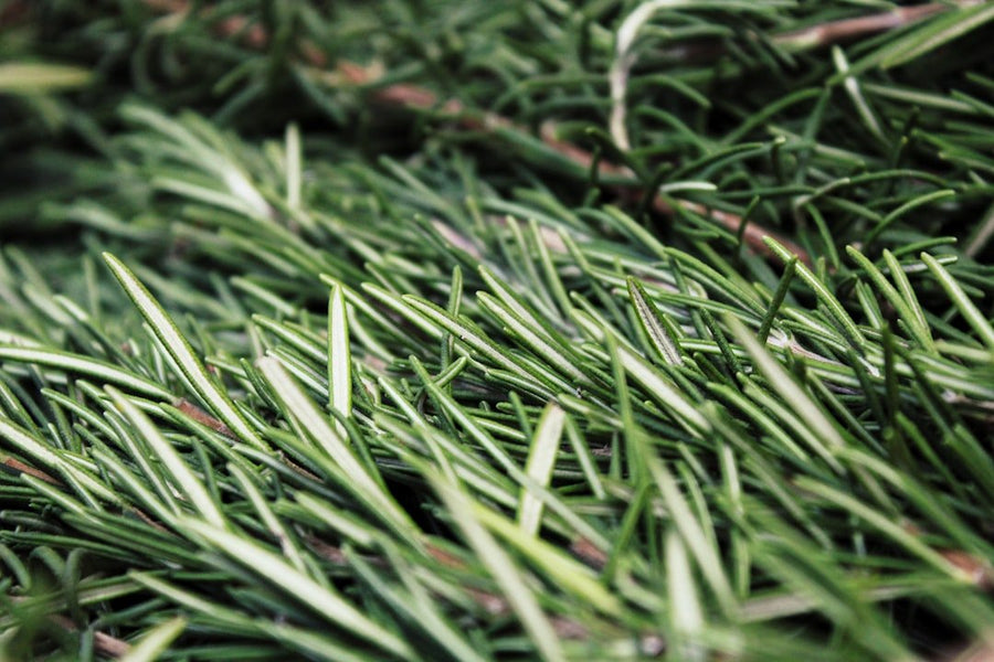 Rosemary Antioxidant CO2 Extract