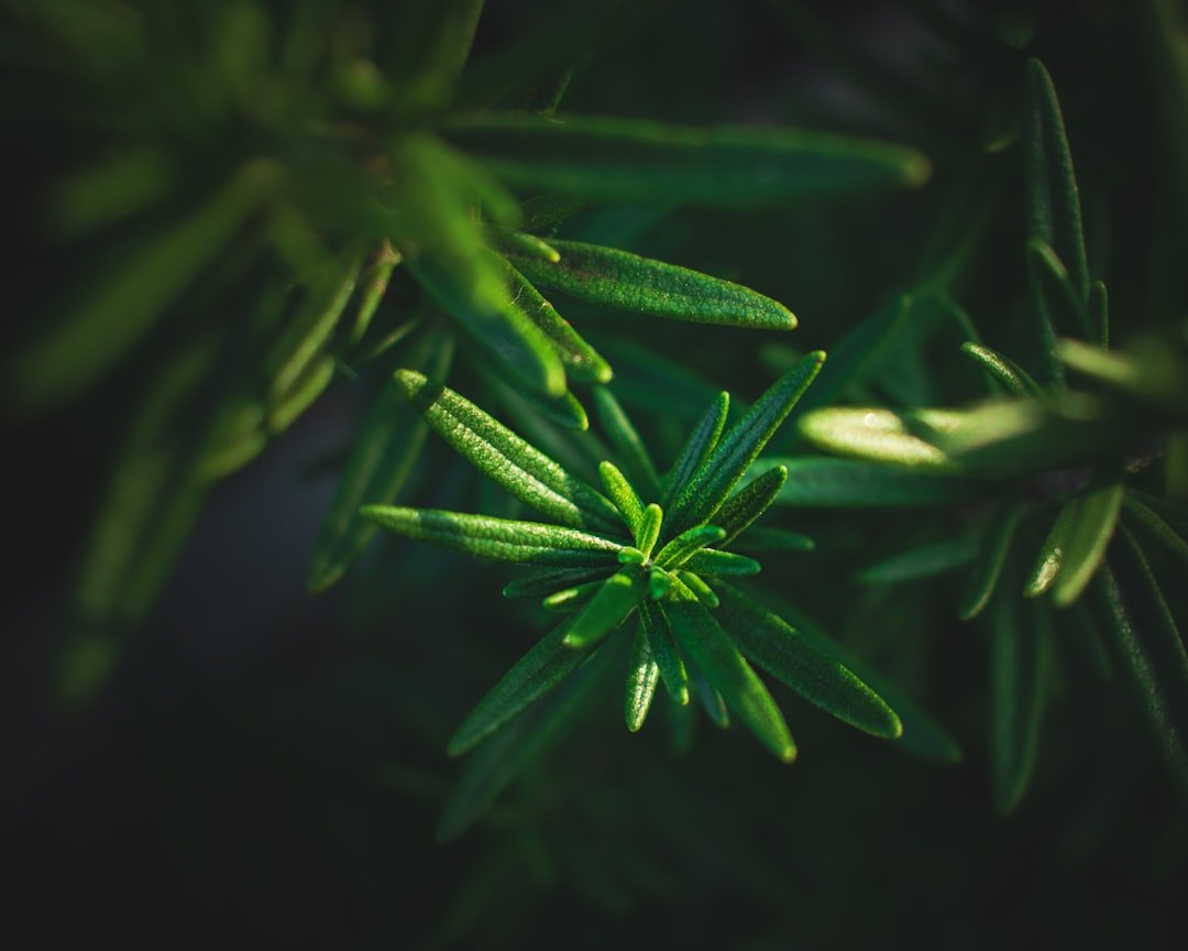 Tea Tree Essential Oil