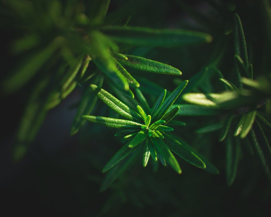 Tea Tree Essential Oil