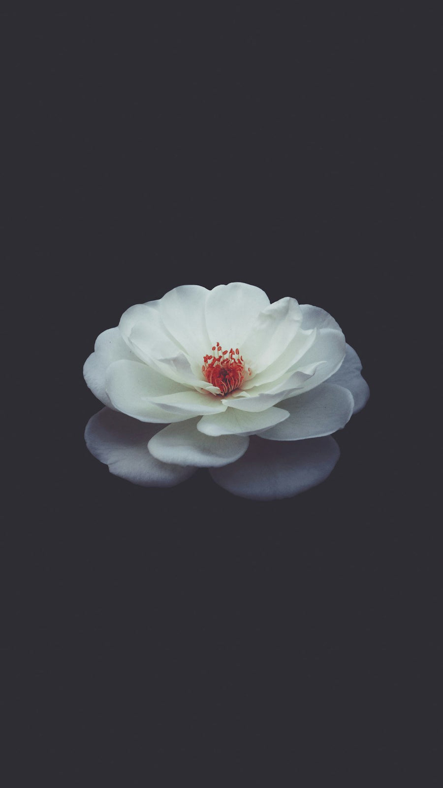 Camellia Seed Oil