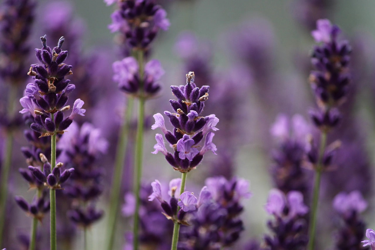 Close-up of lavender flowers with a blurred background