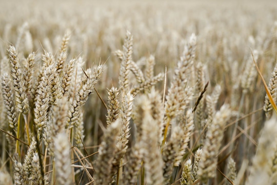 Oat Oil