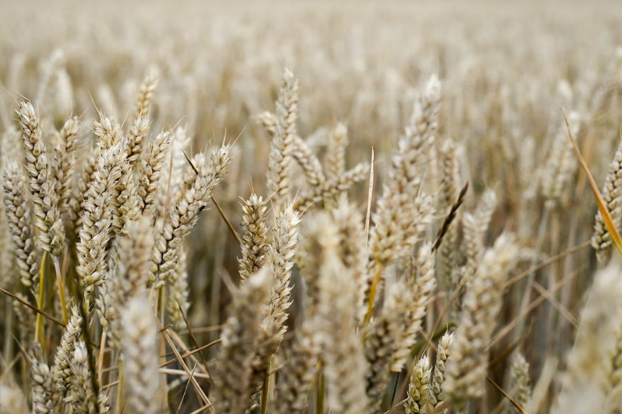 Oat Oil