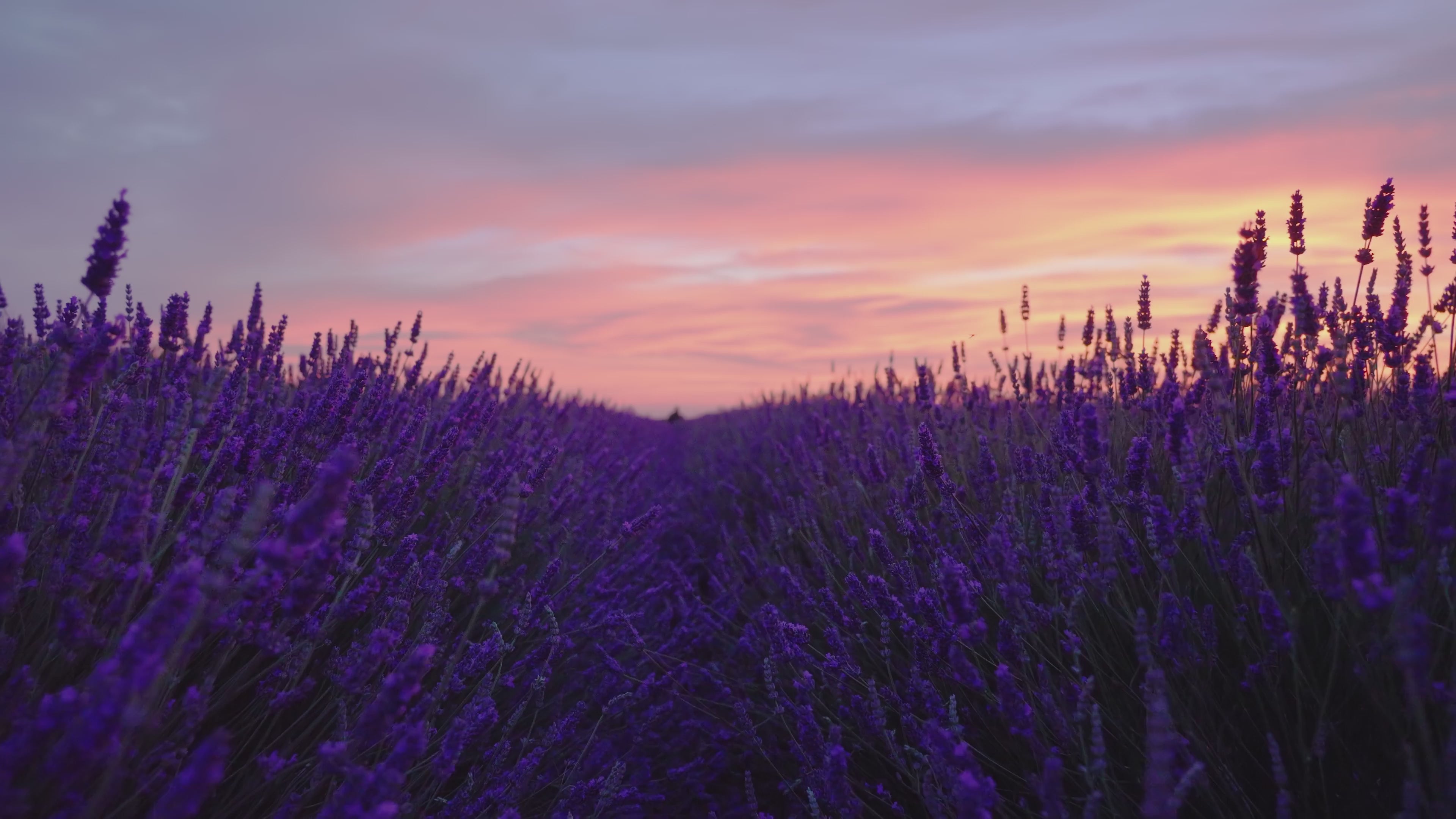 Lavender Field Video