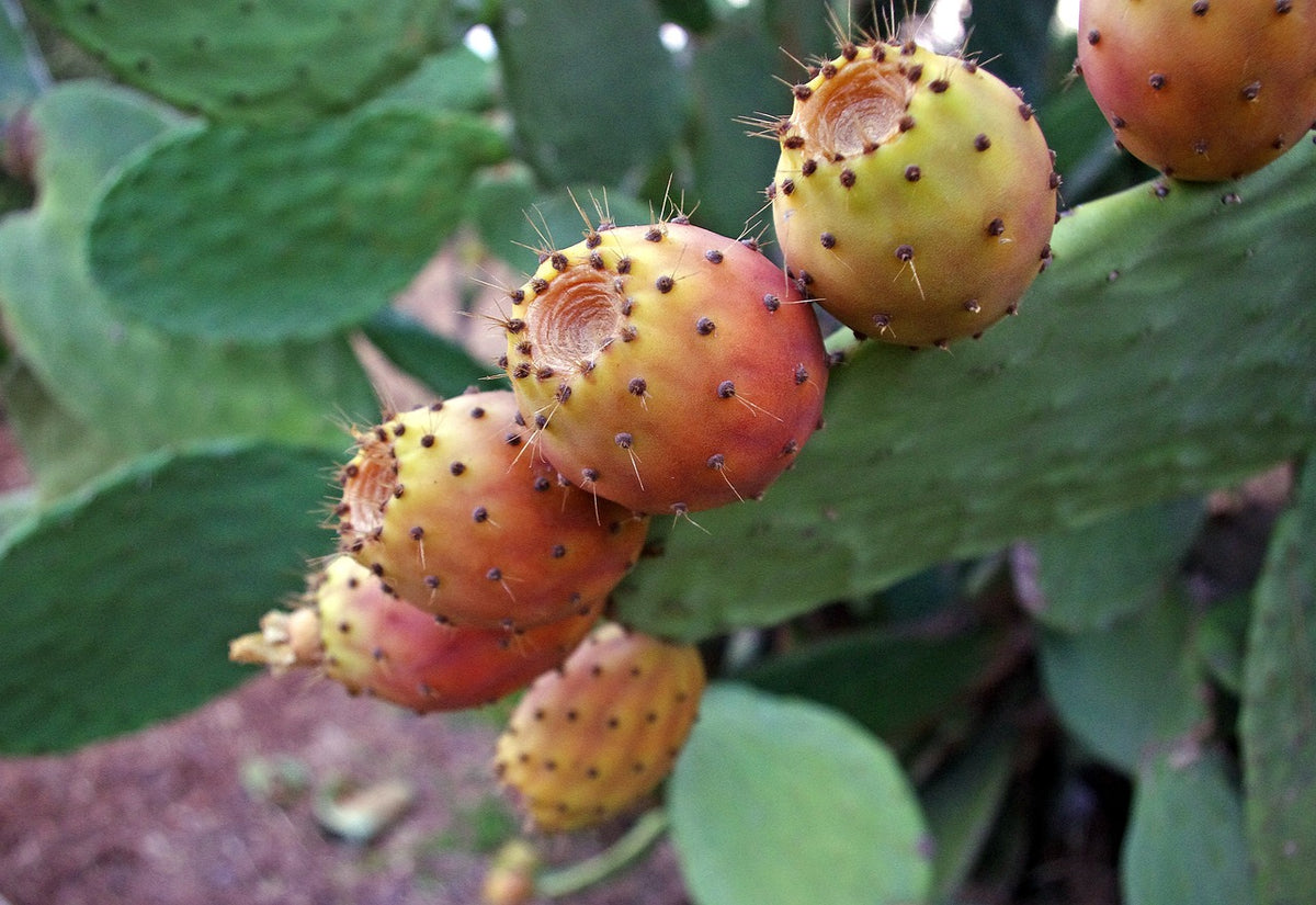 Prickly Pear Seed Oil