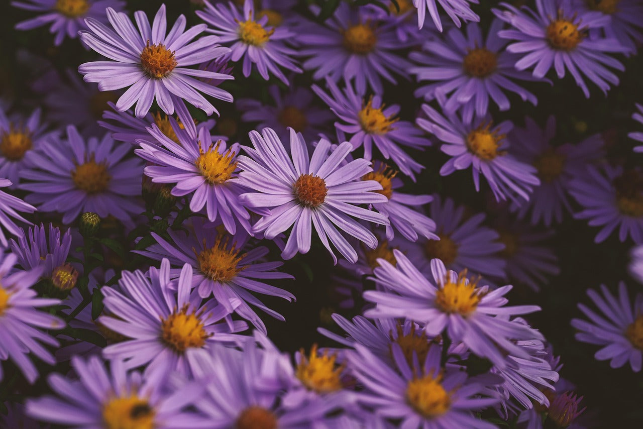 Close-up of purple flowers with yellow centers on a dark background