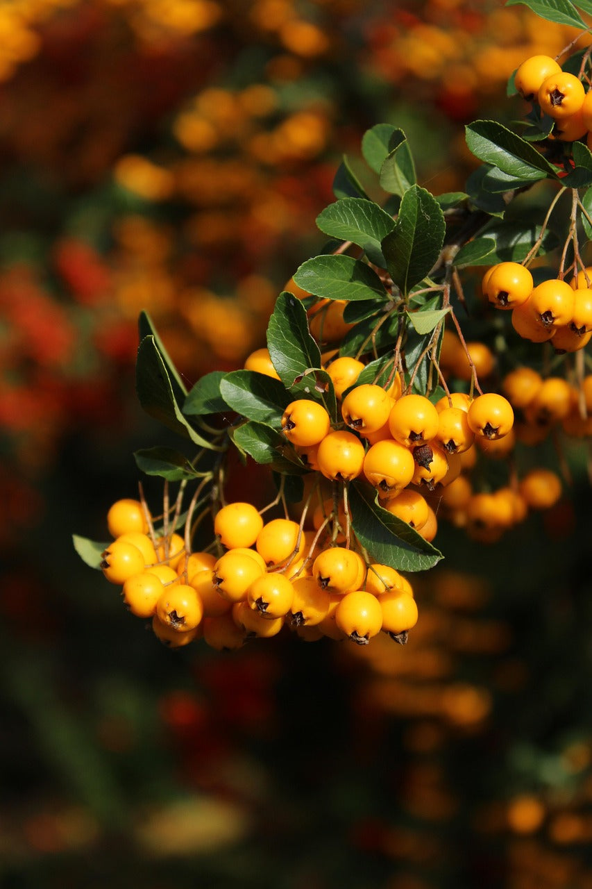 Sea Buckthorn CO2 Extract